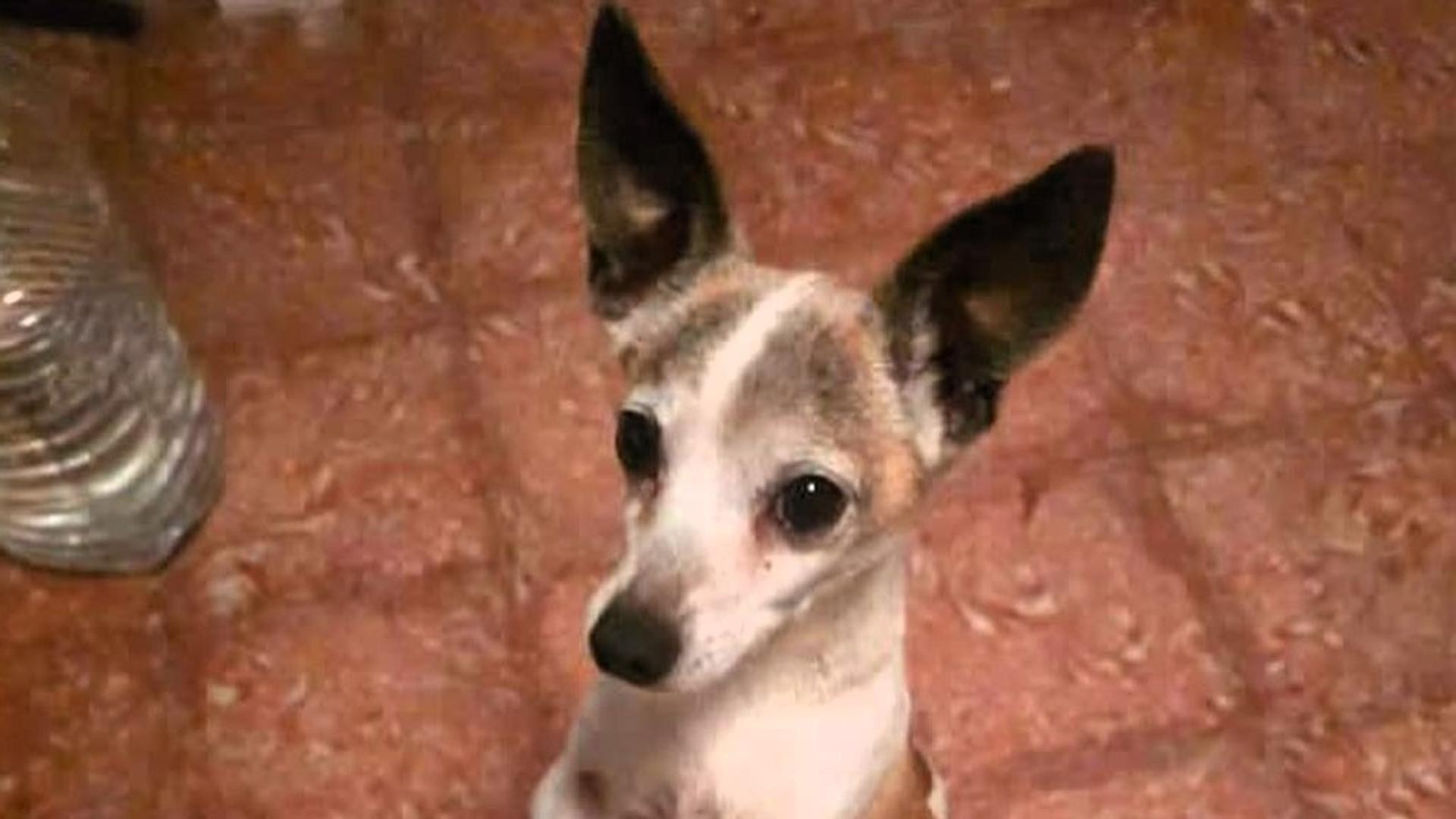 Consternación en Tenerife tras la decapitación de un perro cuya cabeza acabó en la puerta de la casa de sus dueños