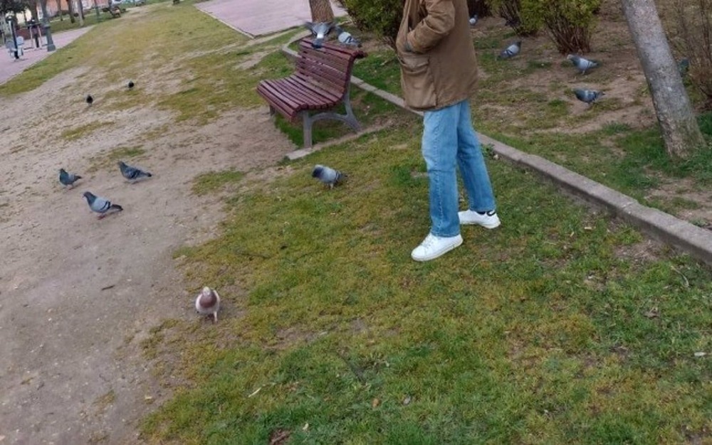 Denunciado por dar de comer a las palomas en un parque