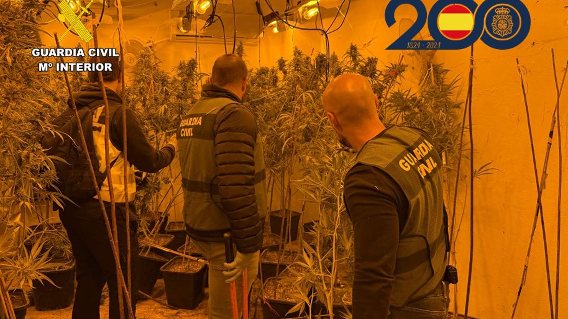 CRIMEN ALICANTE DROGAS PARAÍSO | A prisión por transformar una vivienda alquilada en un pueblo de Alicante en el paraíso de la marihuana