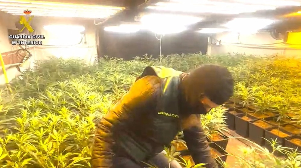 Desmantelada una red criminal dedicada al cultivo de marihuana en Madrid y Guadalajara