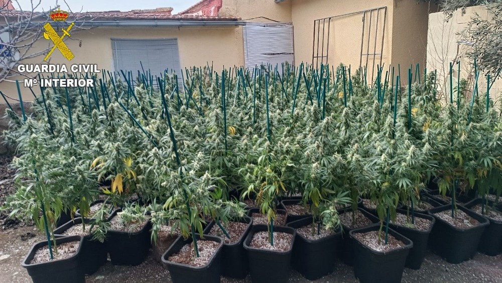 Desmantelan una plantación de marihuana en Barajas de Melo