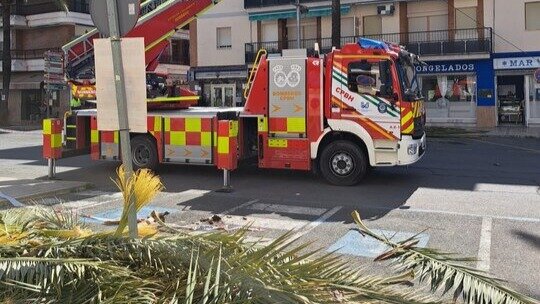 El Ayuntamiento de Punta Umbría autoriza el corte de palmeras en la avenida de Andalucía por riesgo de caída