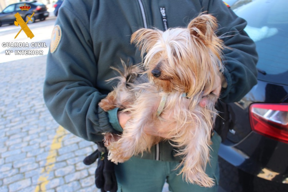 Dos investigados por maltrato a un cachorro de yorkshire