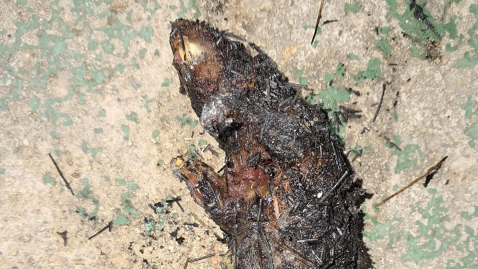 Macabro hallazgo en Santa Pola: encuentran un animal calcinado en un ritual satánico dentro de un círculo de piedras
