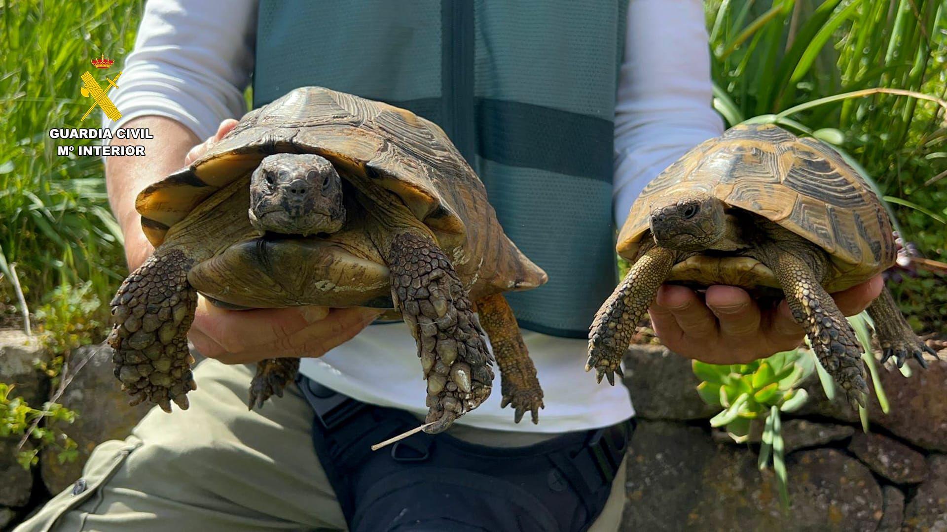 La Guardia Civil incauta 65 tortugas protegidas en una finca de Gran Canaria