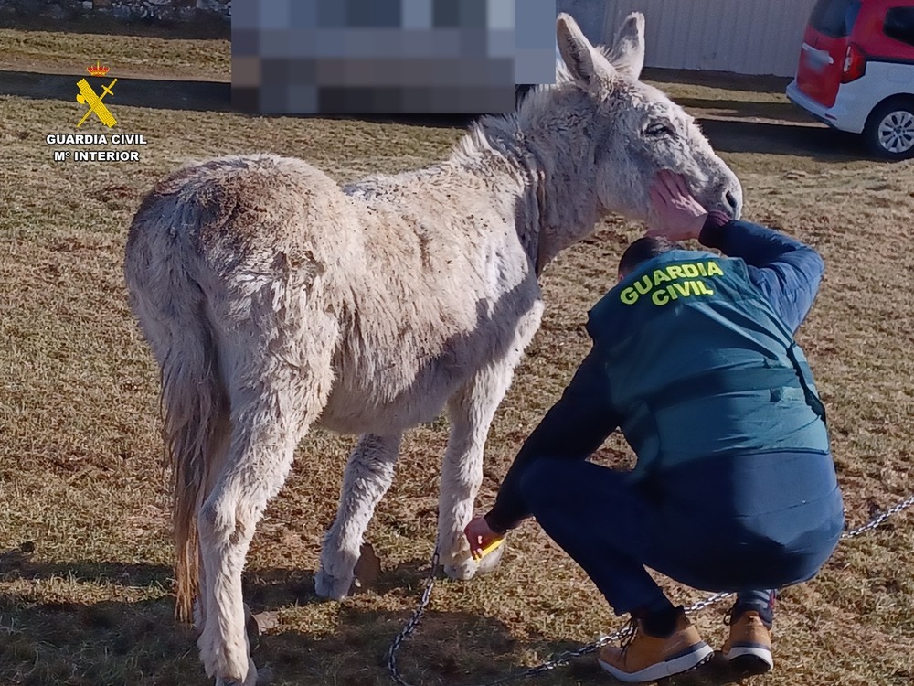 Investigada una persona por un delito de abandono animal