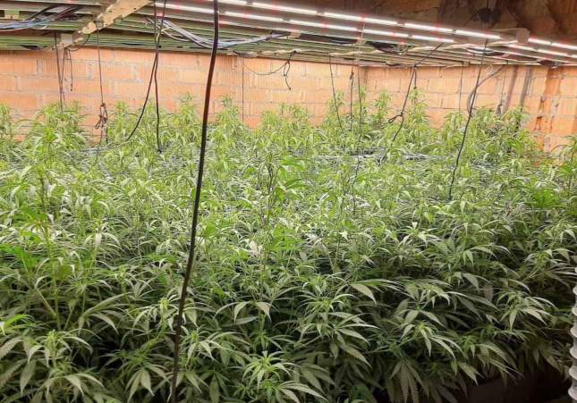 marihuana piera
