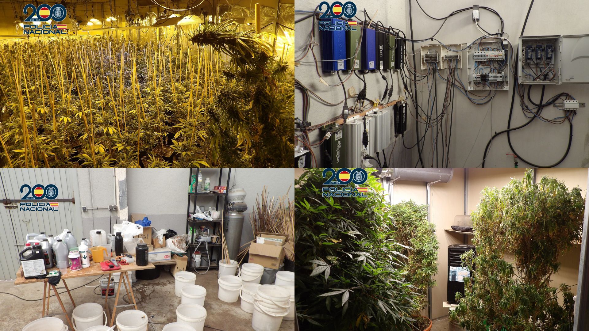 Desmantelada una plantación de marihuana con mil plantas en Molina de Segura: Detenidos dos hombres por delitos contra la salud pública y defraudación de fluido eléctrico