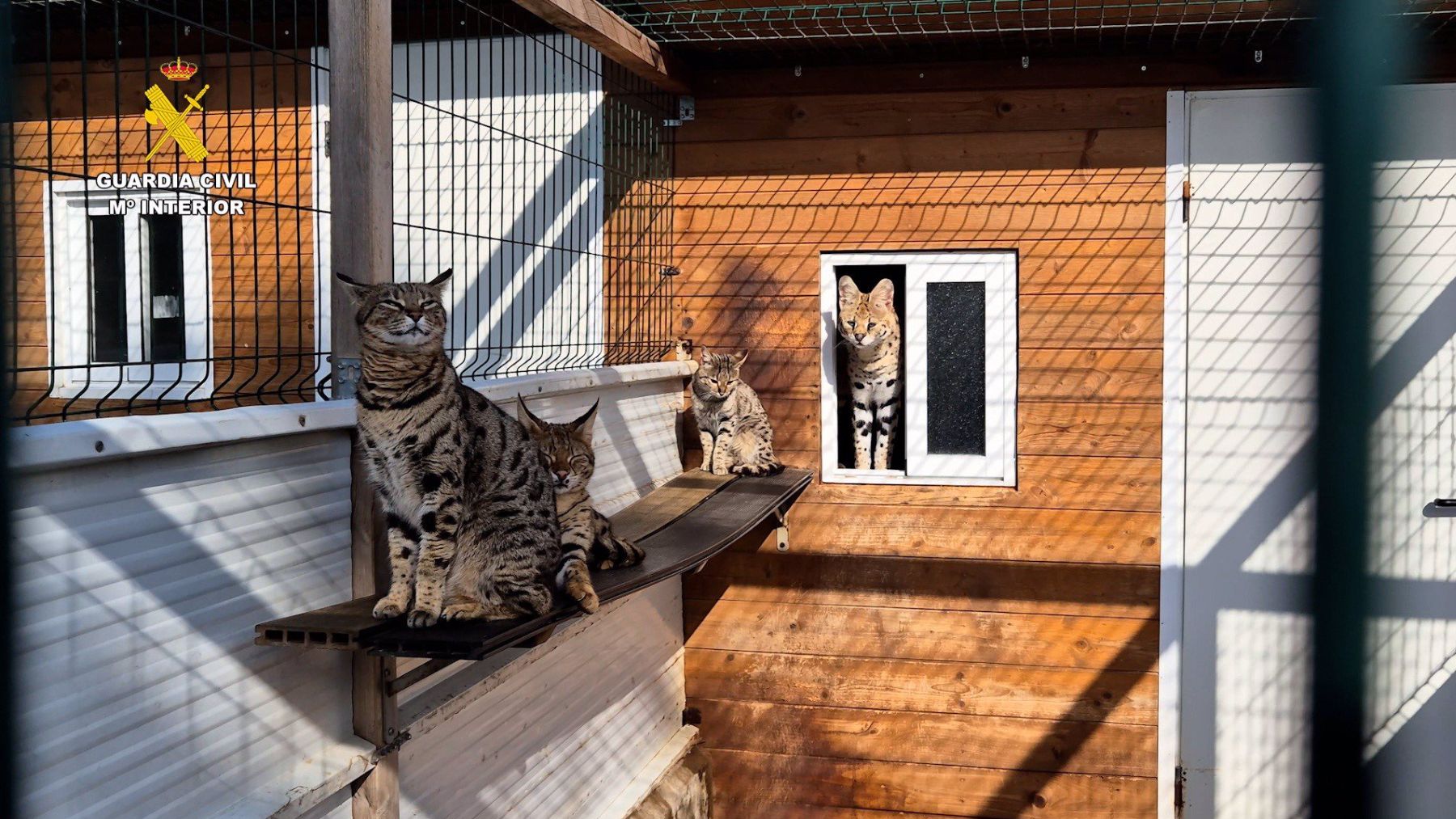 Desmantelan red internacional de tráfico de animales protegidos en Mallorca: arrestan a dos rusos por cría y venta ilegal de tigres, leopardos y hienas