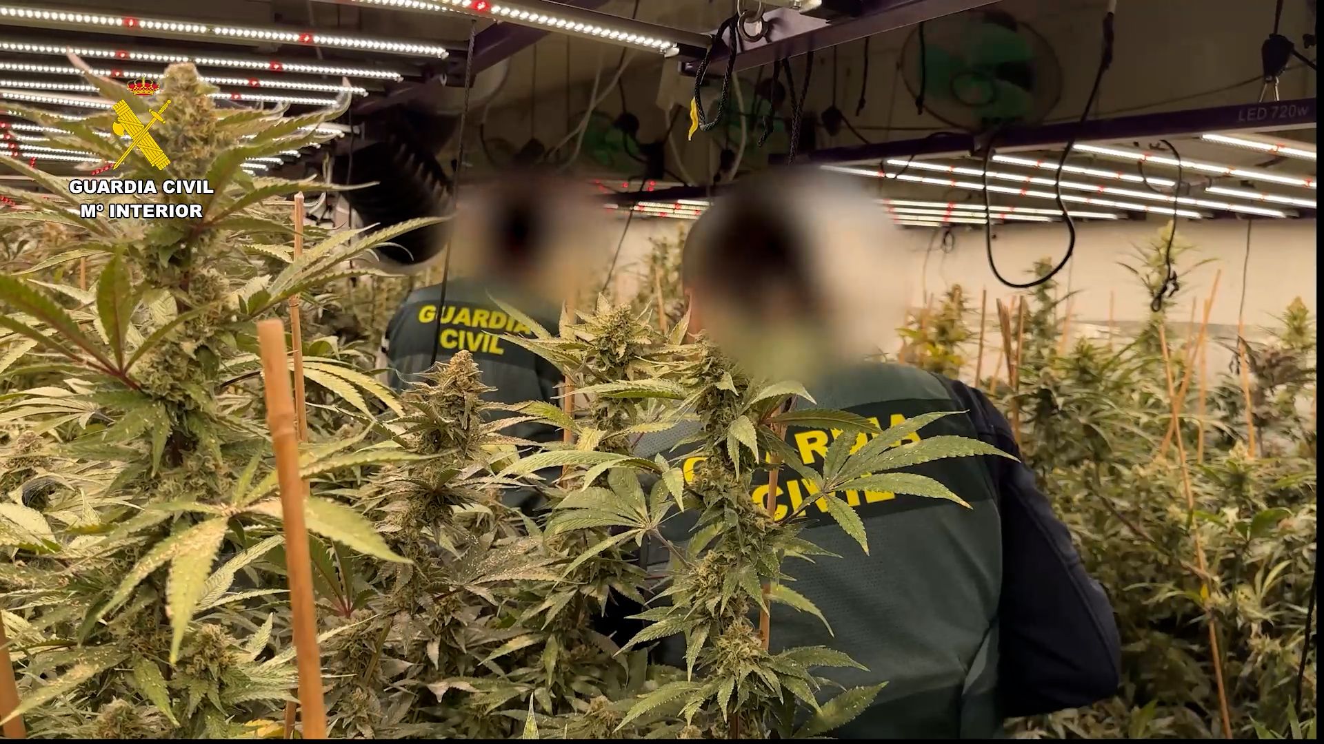 A prisión una pareja por convertir una vivienda alquilada en un pueblo de Alicante en una plantación de marihuana de 'lujo'