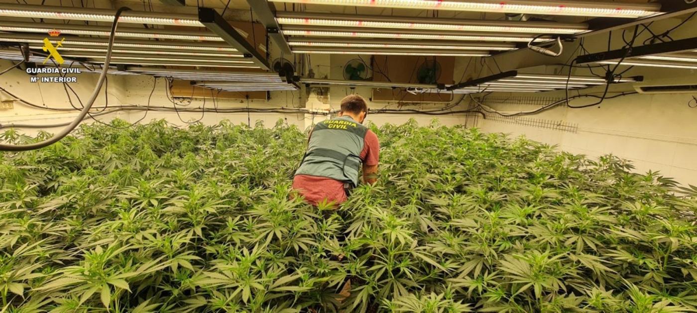 Imagen de una de las plantaciones intervenidas - GUARDIA CIVIL