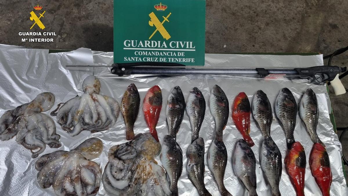 Detenido en Güímar por pesca ilegal: incautados 4 pulpos y 16 viejas, superando el límite diario permitido
