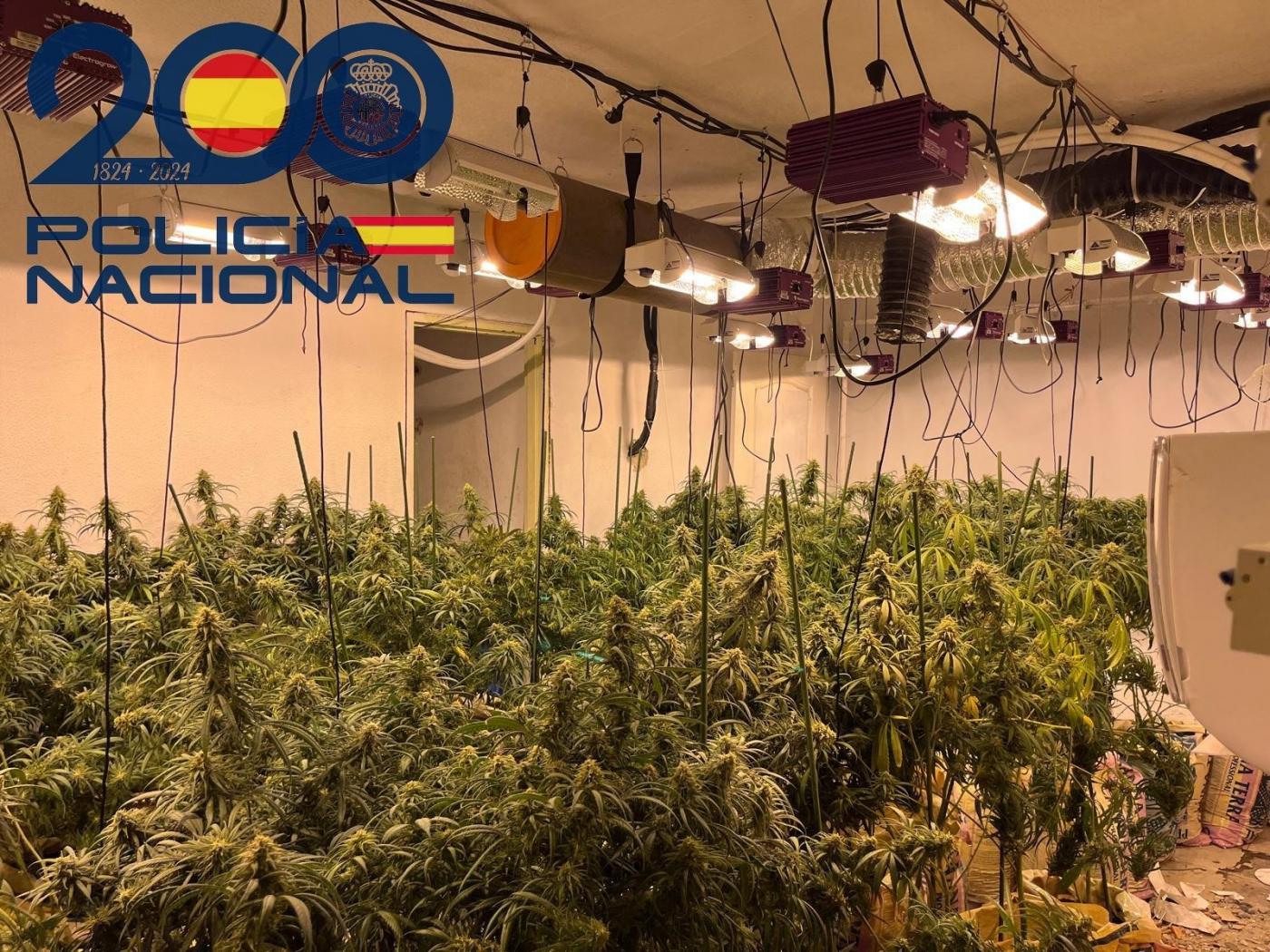 Una de las plantaciones intervenidas en el Polígono Sur - POLICÍA NACIONAL