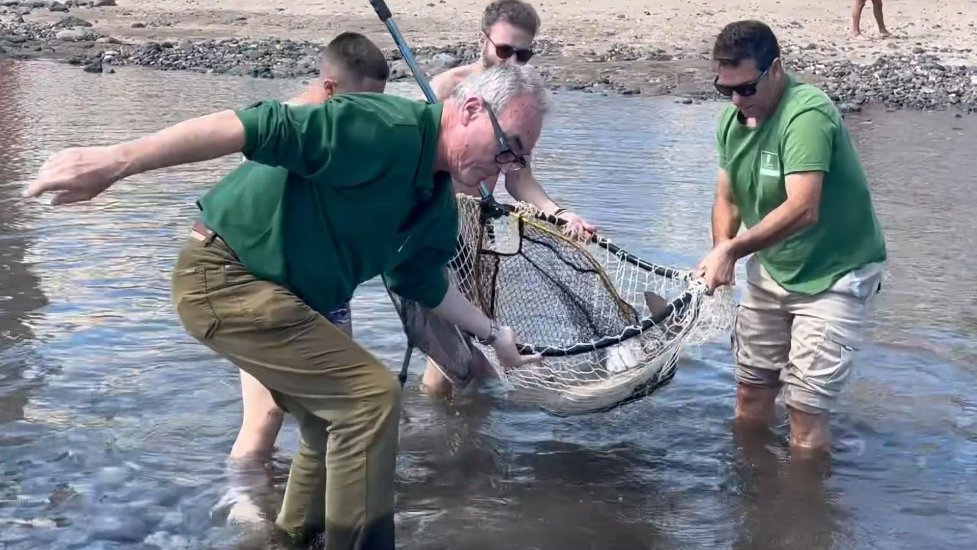 Rescate en Salinetas: salvan a un tiburón angelote y una mantelina atrapados en la charca