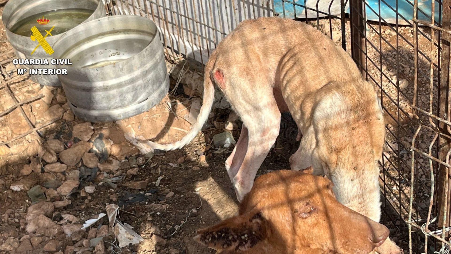 altrato animal en Fuerteventura: rescatan a tres podencos canarios en condiciones extremas