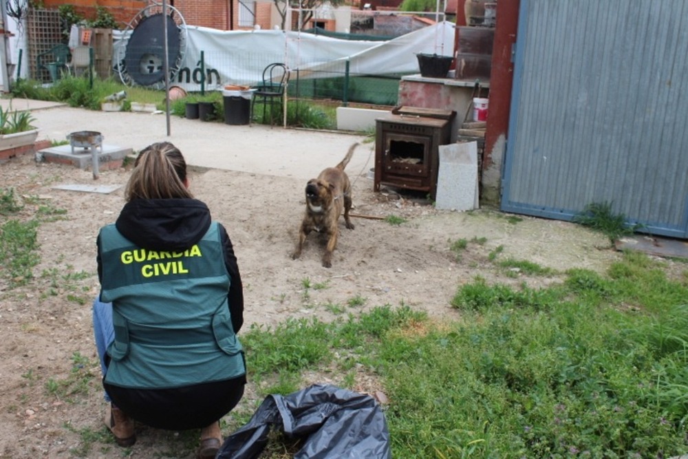 Investigan a propietario de perro potencialmente peligroso por ataque a menor y a otro perro en Tudela de Duero