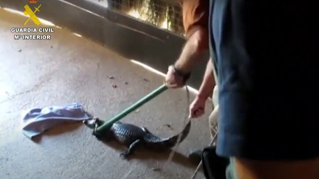 Una maleta oculta en un vehículo contiene 98 ejemplares de especies protegidas en Huelva