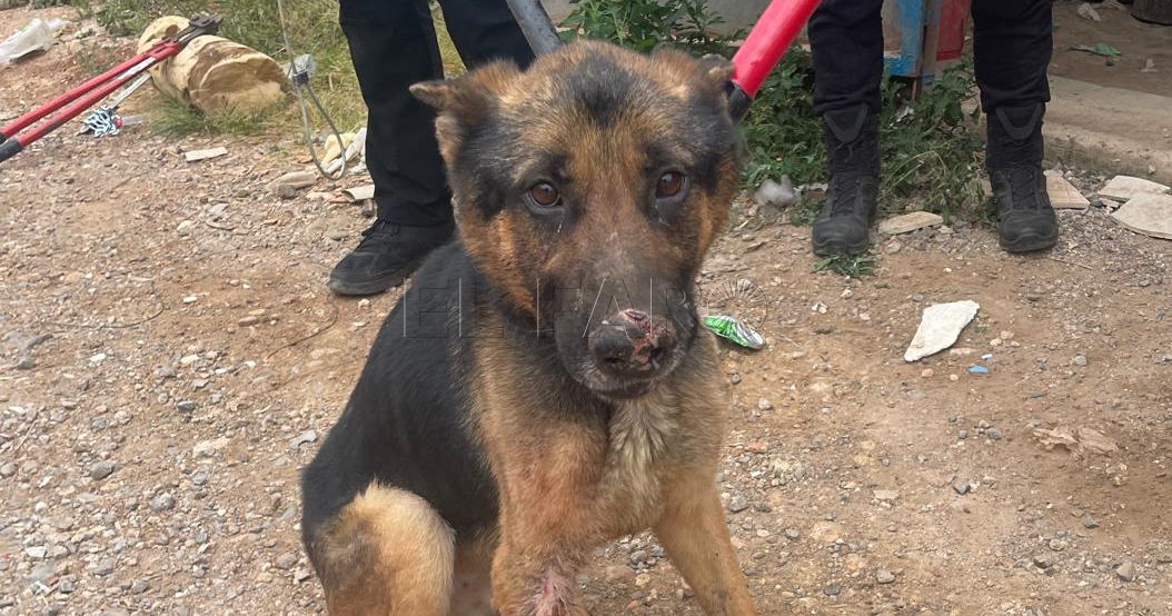 Uno de los perros rescatados