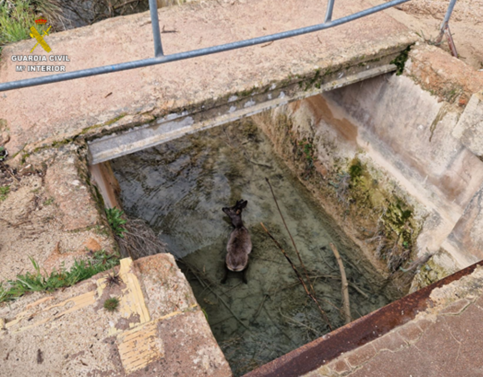 Rescatan a un corzo atrapado en un canal de agua en el Parque Natural Lagunas de Ruidera