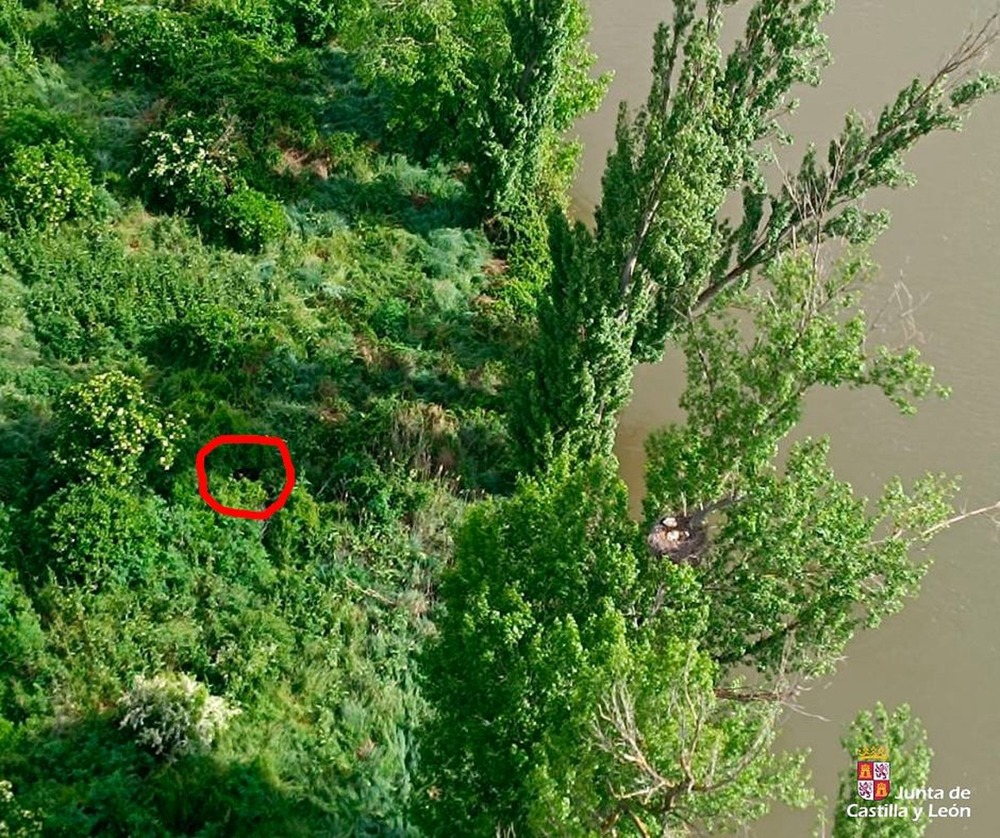 Localizan una vaca brava que se escapó del encierro de Arroyo