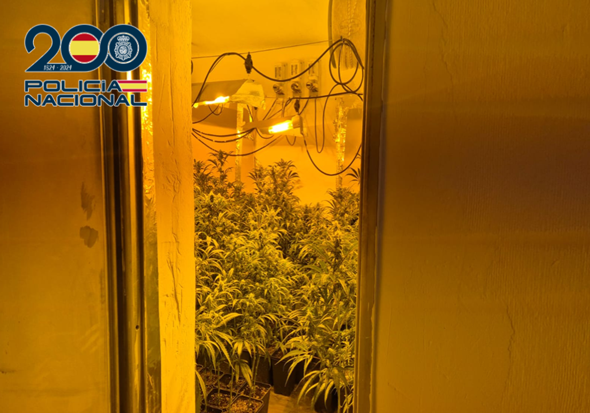 Agentes de la Policía Nacional desmantelan laboratorio de cultivo de marihuana en Málaga y detienen a tres personas de un clan familiar