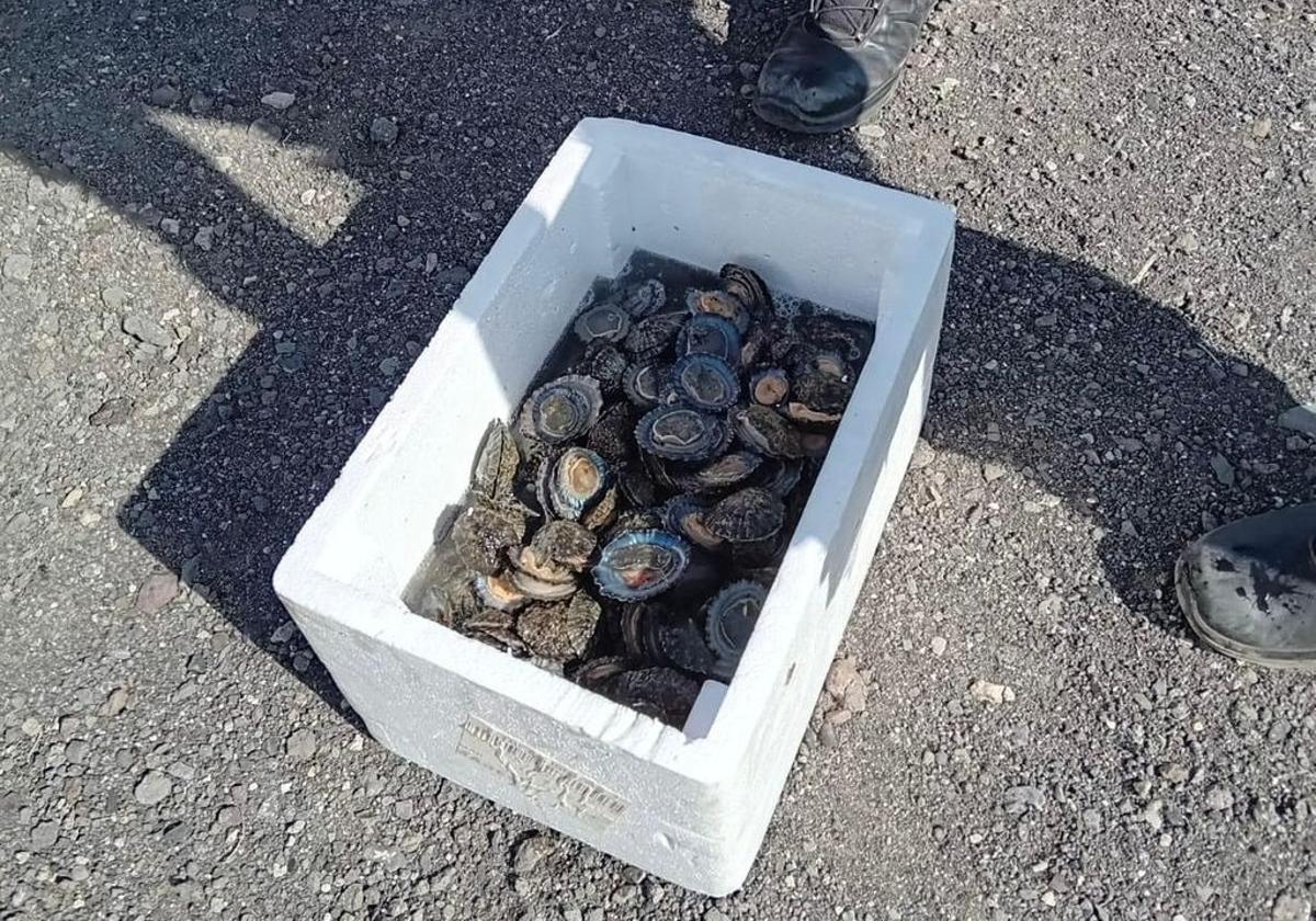 Denuncian a dos personas por capturar lapas de forma furtiva en el Parque Natural de Tamadaba, en Gran Canaria