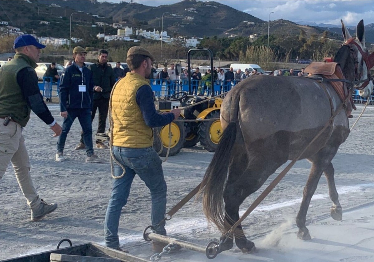 Denuncian al Ayuntamiento de Nerja por celebrar concurso de arrastre de piedras con mulos pese a incumplimiento de normativa