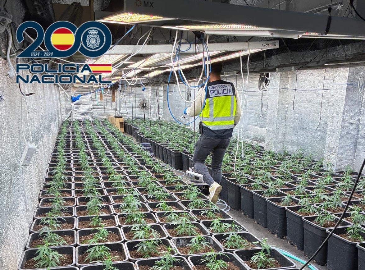 La Policía Nacional desmantela una plantación con cerca de 900 plantas de marihuana en Xirivella