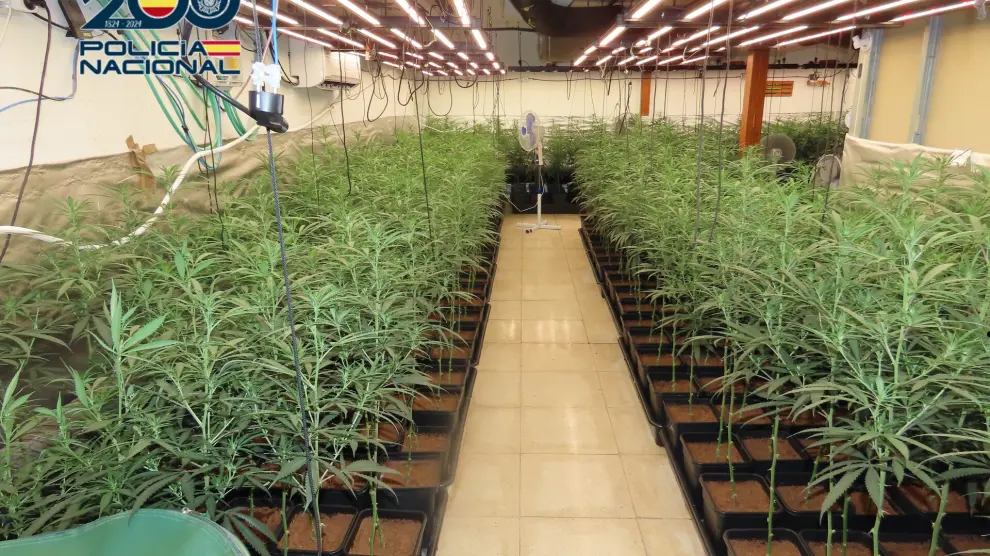 Así convivía una pareja con 6.400 plantas de marihuana en una casa de Aranjuez