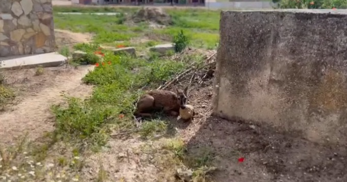VÍDEO | Emotivo rescate a un pequeño corzo en Zamora tras precipitarse a un canal