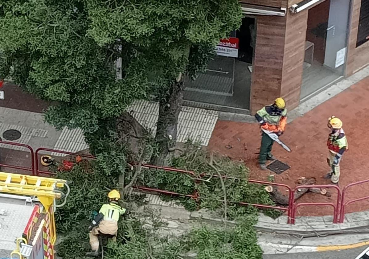 La caída de una rama en San Antón obliga a intervenir a los bomberos