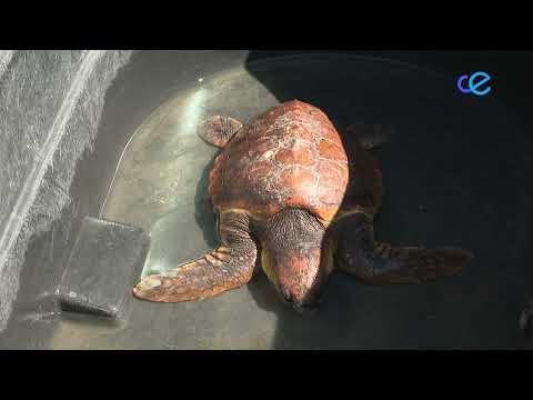 El CECAM encuentra otra tortuga muerta en el Muelle de Levante