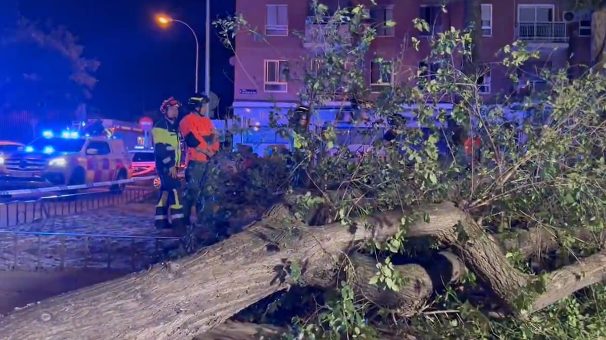 Herido grave un joven tras caerle la rama de un árbol en Carabanchel