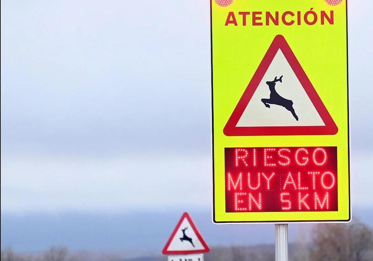 La provincia de Burgos registra casi siete accidentes diarios con animales silvestres en las carreteras