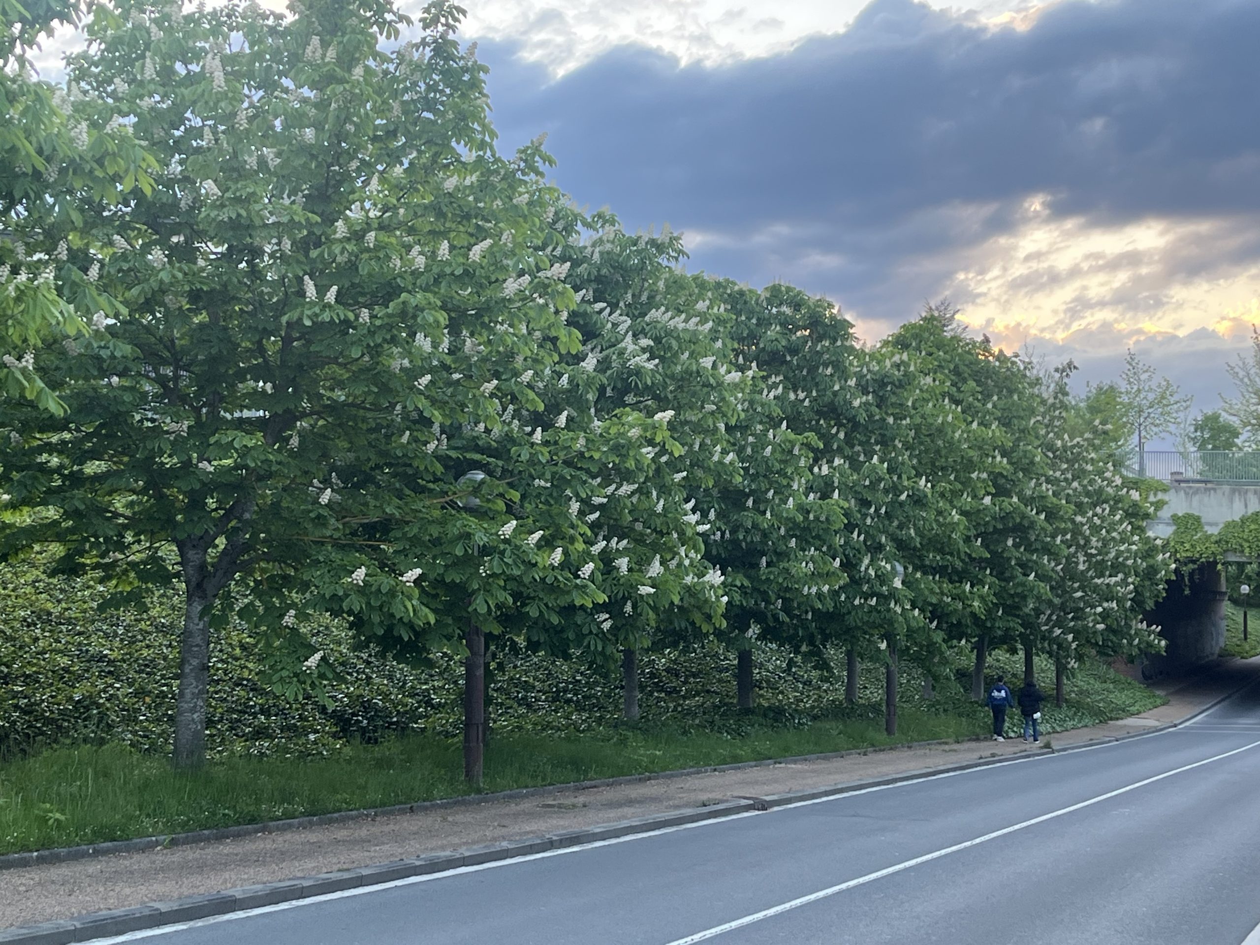 Las farolas de Vitoria claman por auxilio: las ramas de los árboles las ocultan y aumenta la inseguridad en la ciudad
