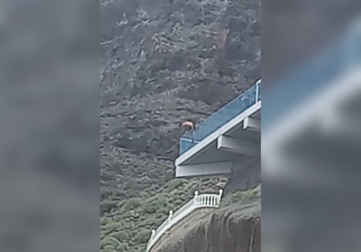 Un temerario desafía la muerte haciendo ‘el pino’ en el Mirador de los Gigantes de Tenerife