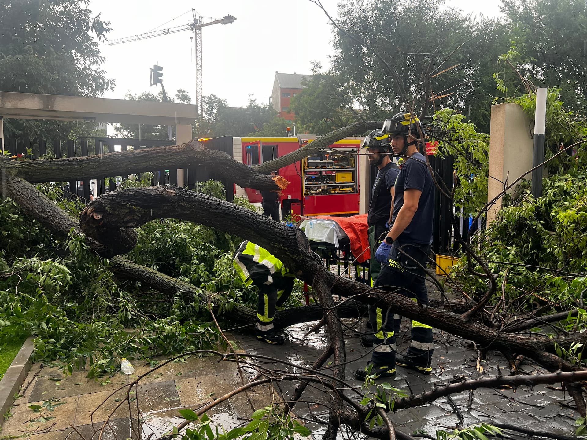 Árbol de grandes dimensiones cae sobre mujer en Moncloa, Madrid, provocando parada cardiorrespiratoria