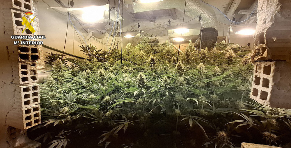 Desmantelan tres centros de producción de cannabis