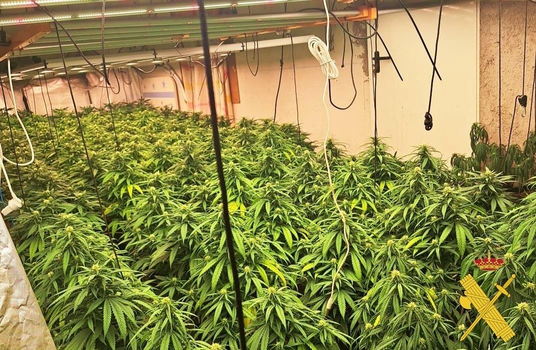 Una de las plantaciones de marihuana (Archivo). - Europa Press.