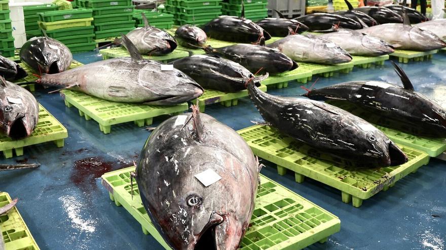 Tramitan nueve denuncias por pesca furtiva de atún rojo contra una embarcación de Hondarribia