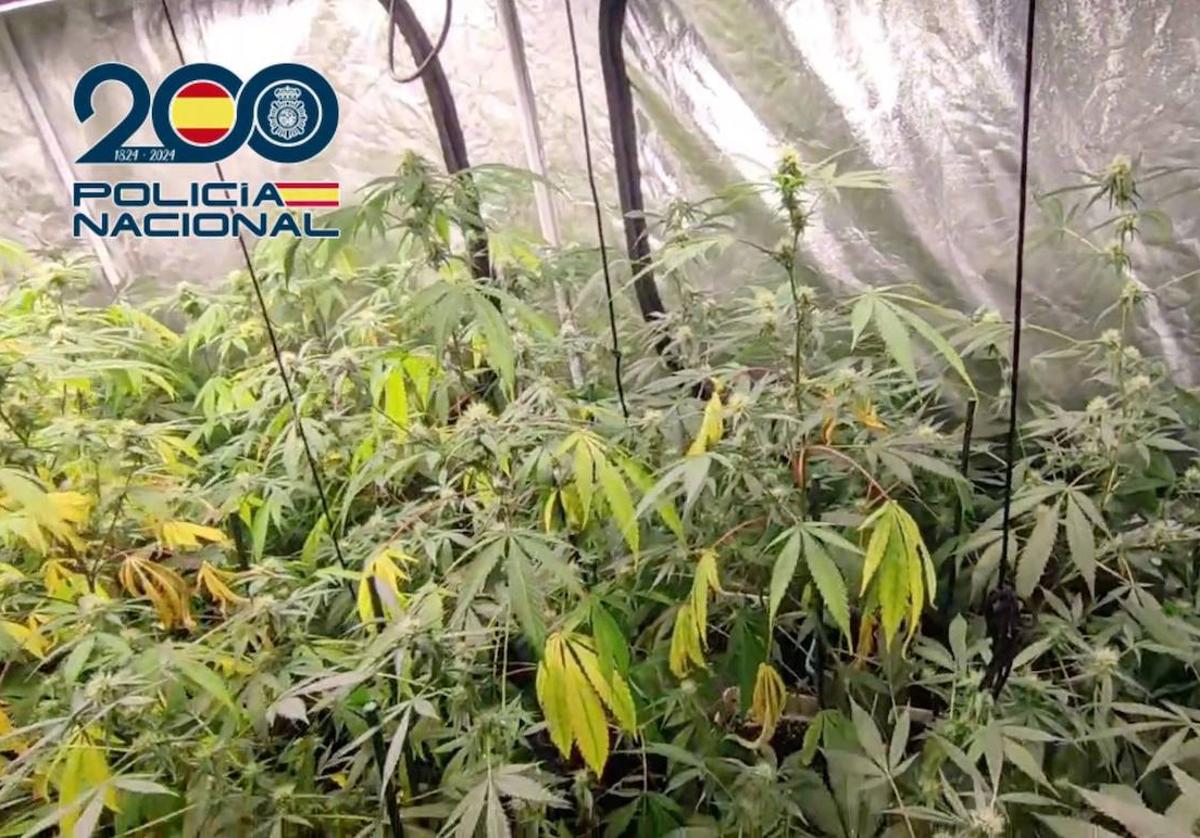 Detenidos dos individuos en Logroño por cultivar extenso cultivo de marihuana con valor de 24.861 euros.