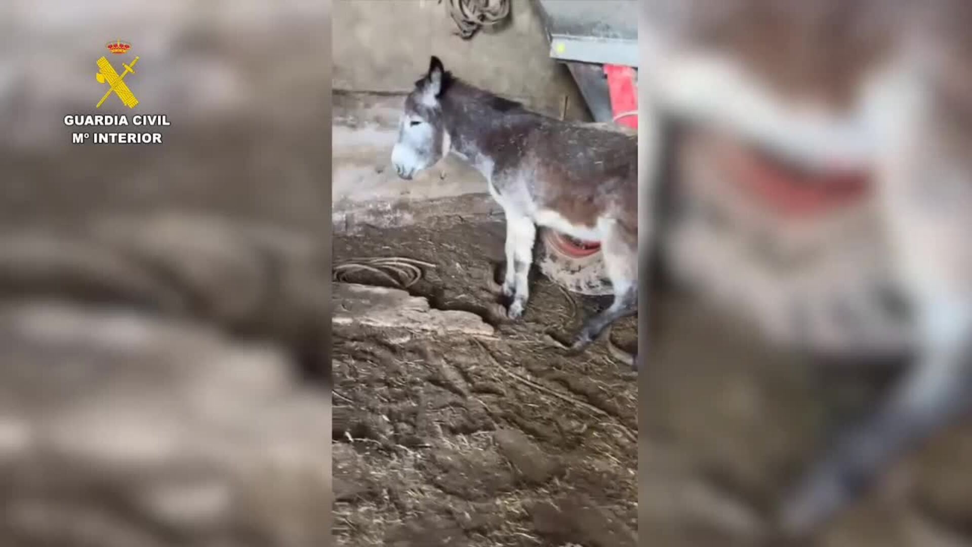 Hallan decenas de animales abandonados y maltratados en una granja de Burgos