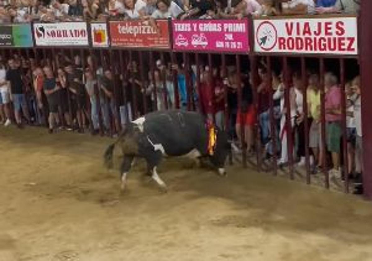 Un corneado por asta de toro en el muslo derecho esta madrugada en Coria