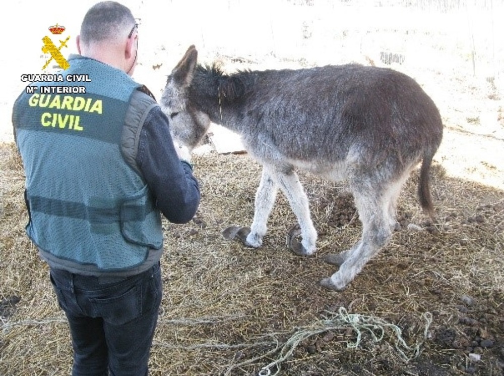 Investigan a un hombre en Palencia por presunto abandono animal hacia un asno en mal estado en Baltanás