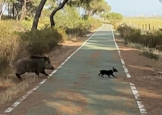 Un jabalí la lía entre Punta Umbría y Gibraleón y provoca varios accidentes