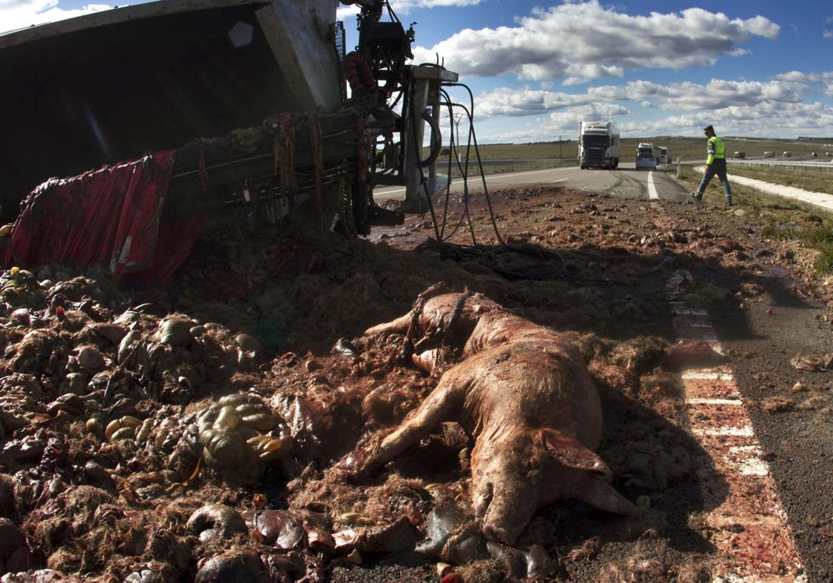 La SA-201, la carretera con más accidentes con animales en Salamanca en 2024