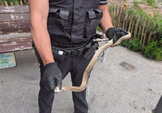 serpiente BArcelona GUB