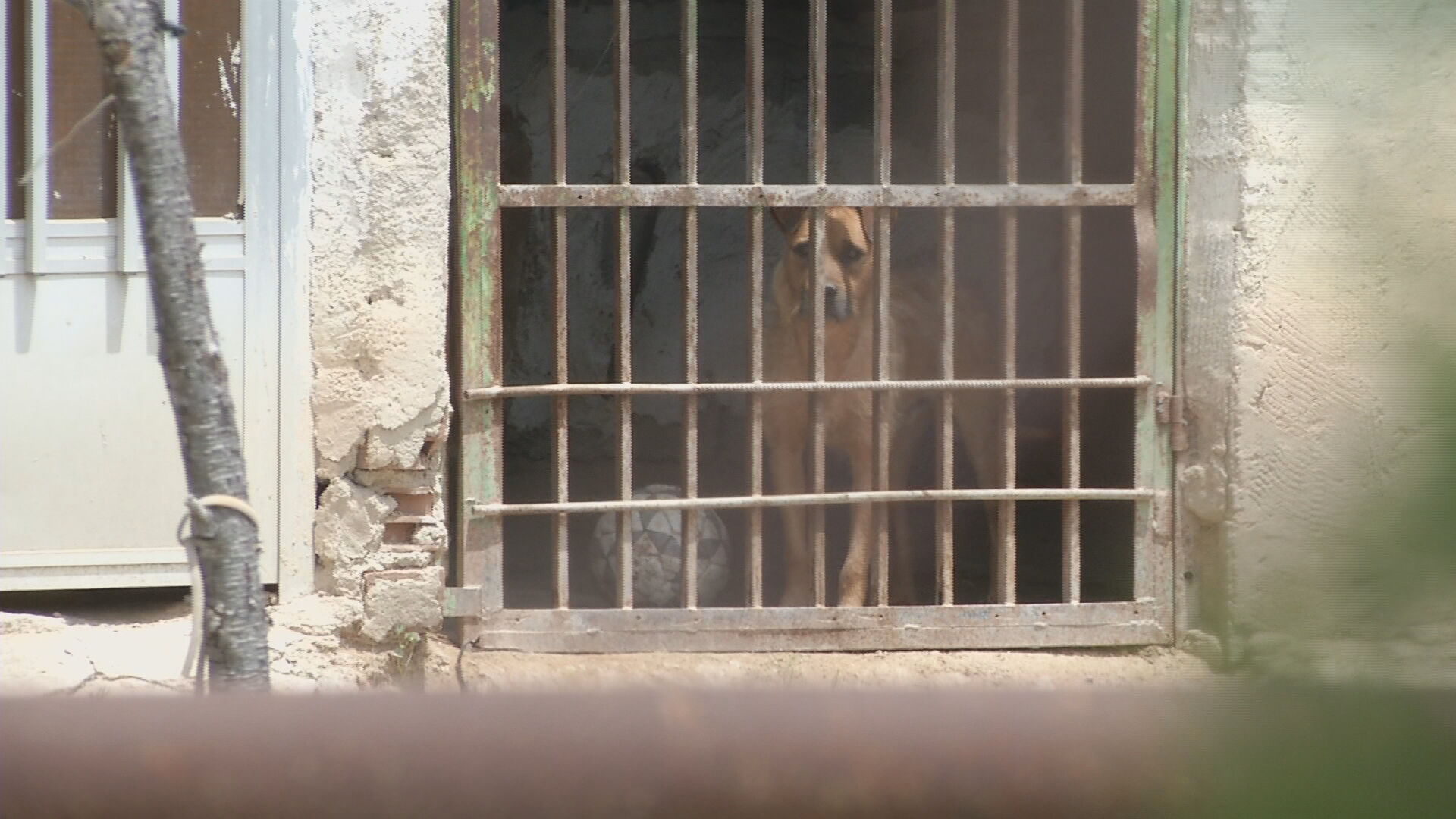 Pareja pide ayuda urgente para rescatar a perro maltratado en Molina de Segura