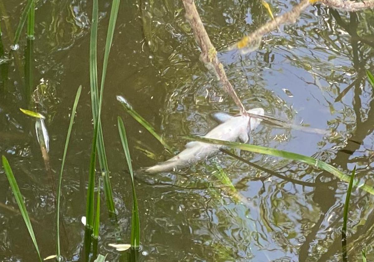 Nueva alarma en Burgos por otro episodio con centenares de peces muertos: «El Arlanzón sigue contaminado»
