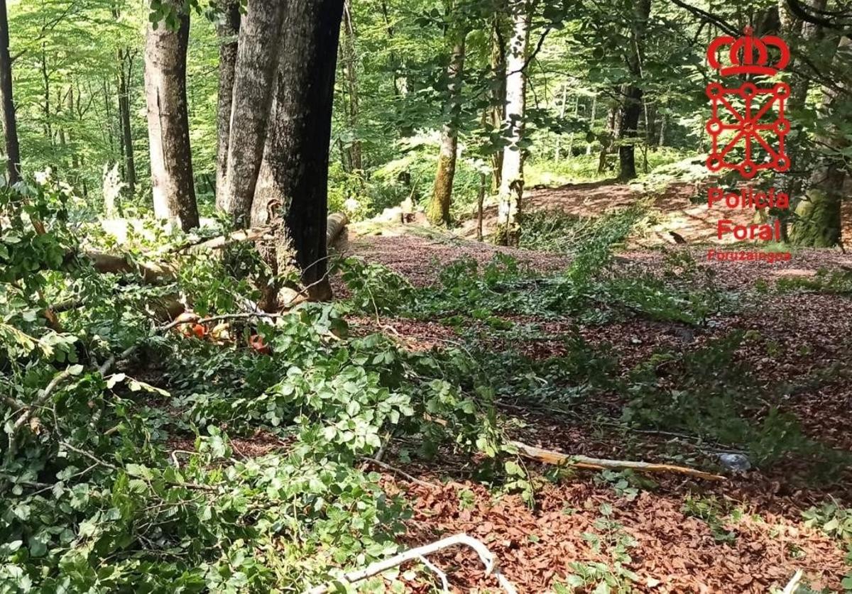 Un riojano de 45 fallece en Alsasua al caerle una rama cuando talaba árboles